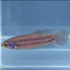 Blue Alien Betta Female