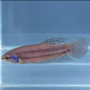 Blue Alien Betta Female