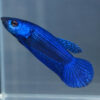 Blue Alien Betta Male