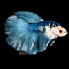 Blue Panda Male Fighter Longtail