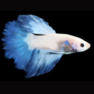 White Rim Super Delta Betta