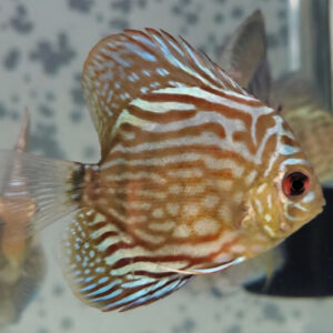 Turquoise Discus 5/6cm