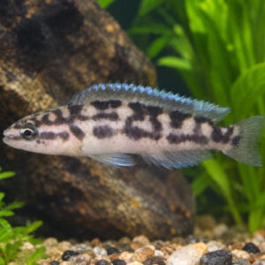 Julidochromis Transcriptus 3.5-4cm