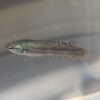 Green Alien Betta Female