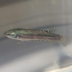 Green Alien Betta Female