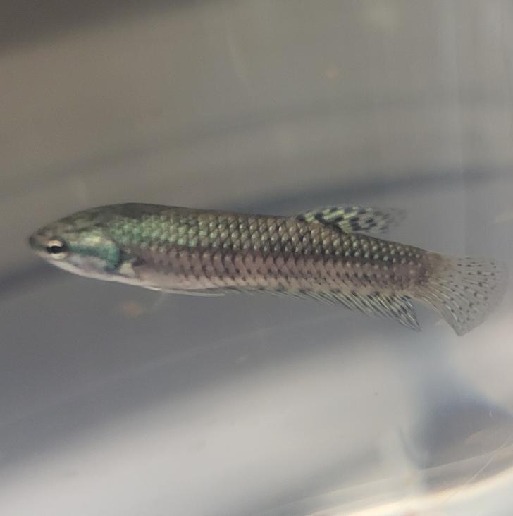 Green Alien Betta Female