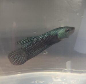  Green Alien Betta Male