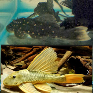 Golden Pleco Luteus Phase 1 8/10cm