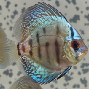 Metallic Royal Blue Discus 5/6cm 