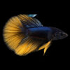 Mustard Gas Male Fighter Longtail 