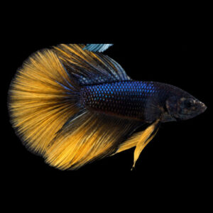 Mustard Gas Male Fighter Longtail 