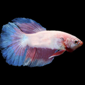 Pink Flamingo Betta Male