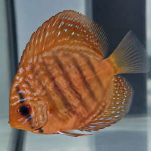 Purple Turquoise Discus 5/6cm 