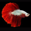 Red Dragon Super Delta Male Betta