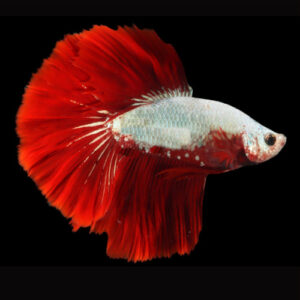 Red Dragon Super Delta Male Betta