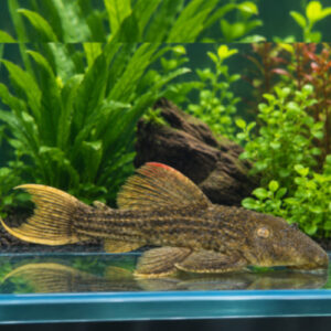 Redfin Cactus Pleco L024 8/10cm ***NEW*** 