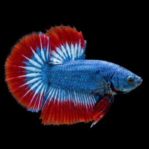 Red Mascot Longfin Male Betta