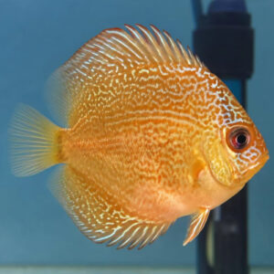 Royal Red Ruby Discus 5/6cm 