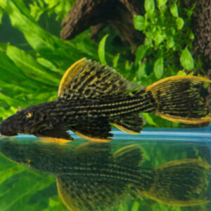 Scarlet Cactus Pleco L025 14/16cm ***NEW***  ***STUNNING!***