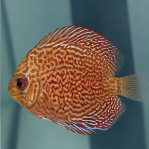 Snakeskin Discus 5/6cm