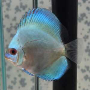 Blue Discus  5/6cm