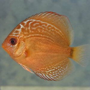 Super Red Discus 6cm