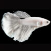 White Super Delta Male Betta