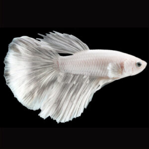 White Super Delta Male Betta