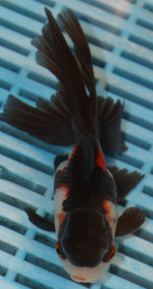 High Quality Oranda 11-13cm (AM334)
