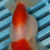High Quality Ranchu 9-11cm (AM300)