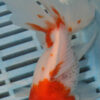 High Quality Oranda 13-15cm (AM424)