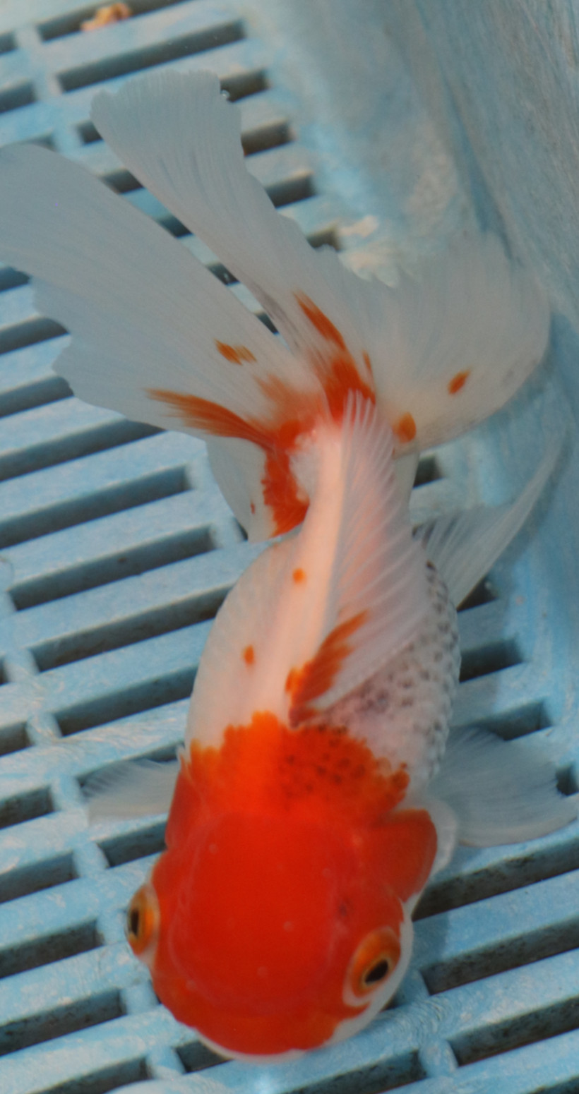High Quality Oranda 13-15cm (AM424)
