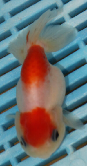 High Quality Ranchu 9-11cm (AM300)
