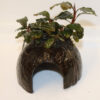 Bucephalandra On Coconut
