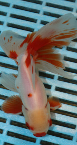 High Quality Oranda 11-13cm (AM343)