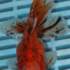 High Quality Oranda 9-11cm (AM309)