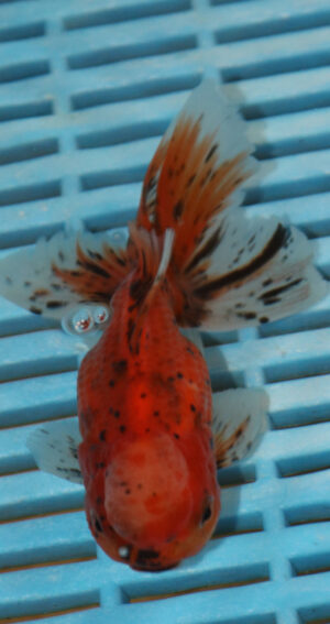High Quality Oranda 9-11cm (AM309)
