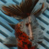 High Quality Oranda 11-13cm (AM344)