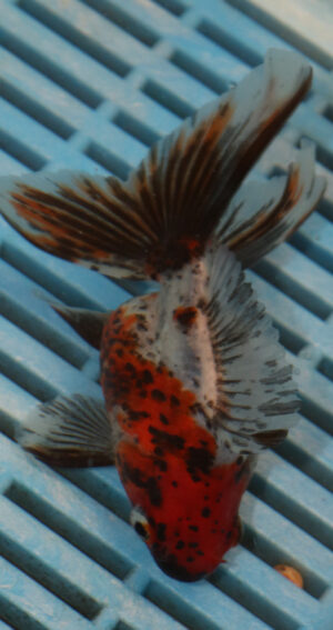 High Quality Oranda 11-13cm (AM344)