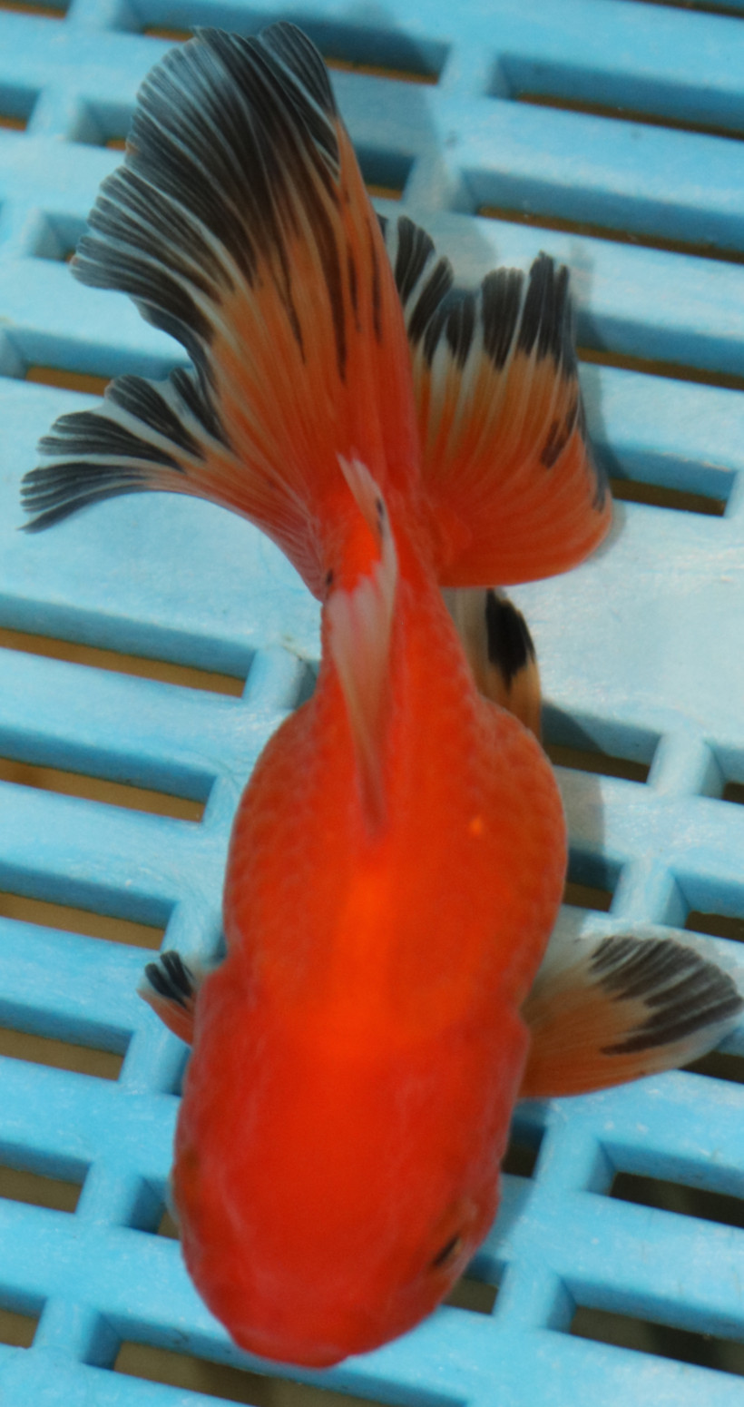 High Quality Oranda 9-11cm (AM310)