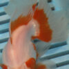 High Quality Oranda 11-13cm (AM345)