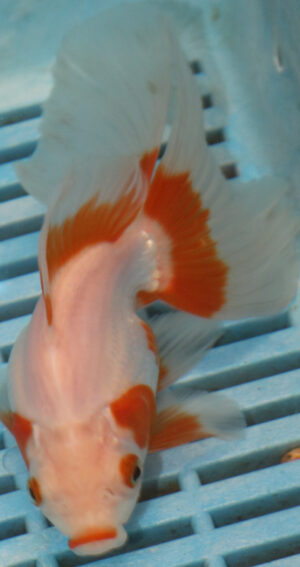 High Quality Oranda 11-13cm (AM345)