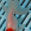 High Quality Oranda 9-11cm (AM311)