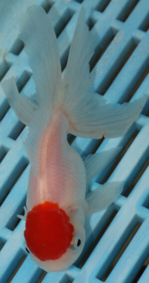 High Quality Oranda 9-11cm (AM311)