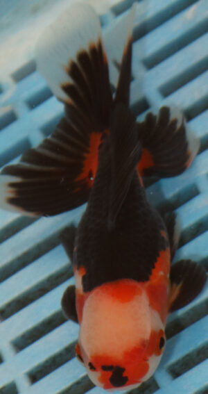 High Quality Oranda 11-13cm (AM346)