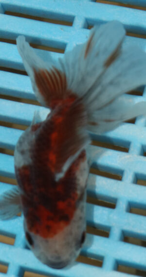 High Quality Oranda 9-11cm (AM312)