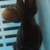 High Quality Oranda 11-13cm (AM347)
