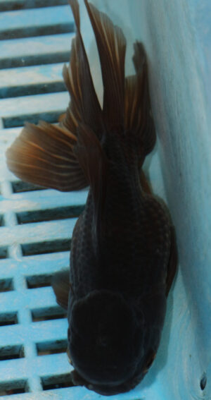 High Quality Oranda 11-13cm (AM347)
