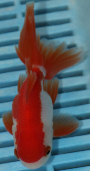 High Quality Oranda 9-11cm (AM313)