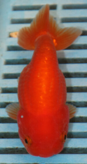 High Quality Ranchu 11-13cm (AM348)